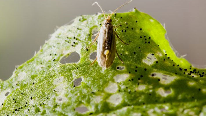 Diamondback moth (DBM) is a destructive pest of brassica crops worldwide.
