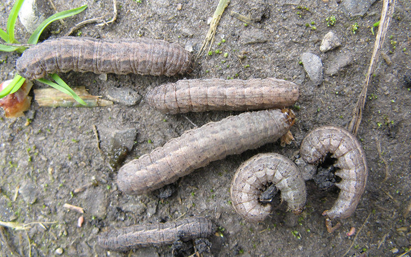 Cutworm with prolegs visible on abdomen.