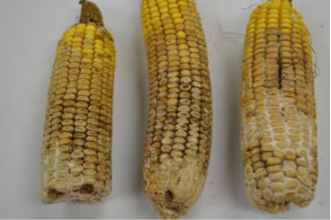 Figure 2. Diplodia Ear Rot