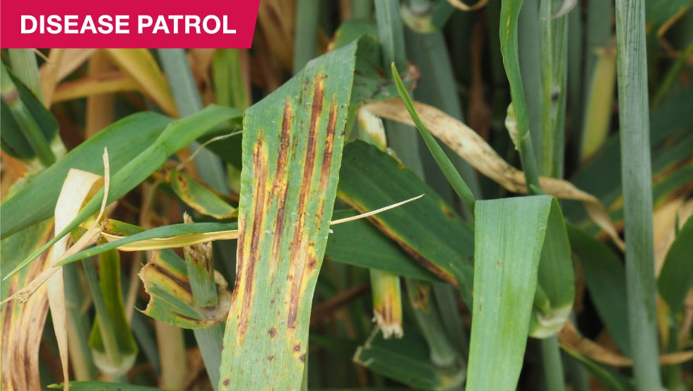 Disease Patrol Header