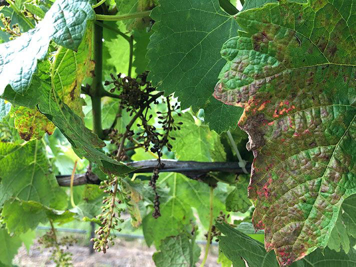 Downy mildew concern in grapevines