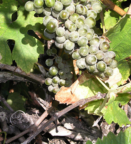 Downy mildew is a sporadic disease that can have a devastating impact on grapevines when warm, wet conditions trigger the rapid spread of secondary infection.