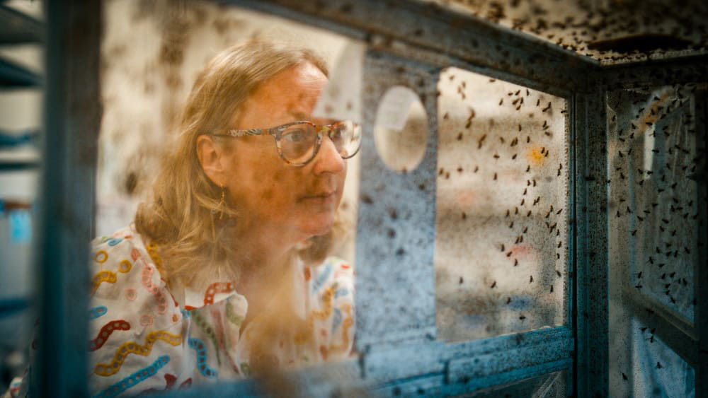 Under Penny’s leadership, the FASTA program has conducted novel research into integrated pest management through studying fruit fly behaviour. 