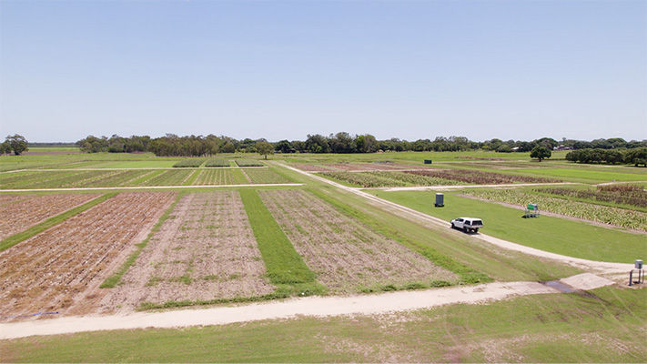 A Luna Experience trial was completed on a plot of rockmelons at the DAF Research Station in Bowen to demonstrate the efficacy of the fungicide. 