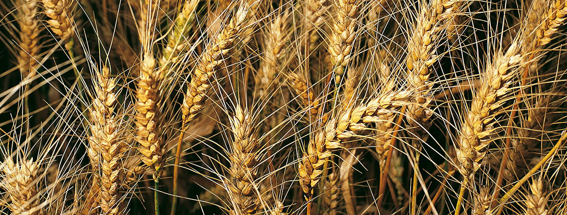 Σκληρό Σιτάρι