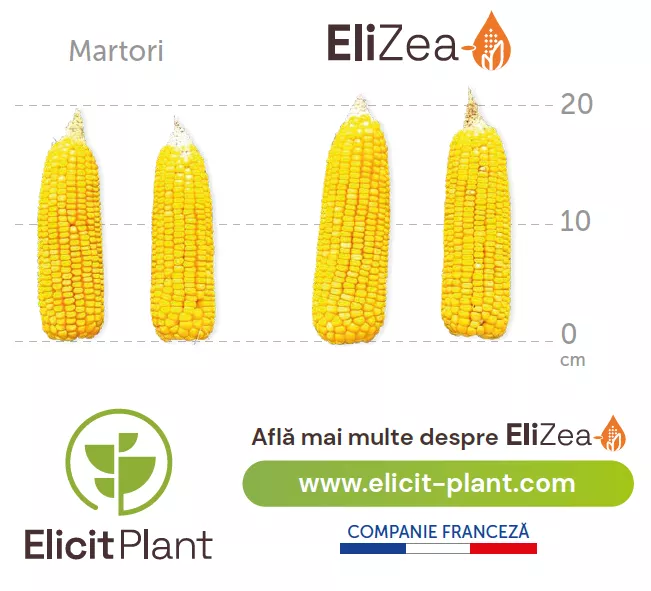 Elizea Corn Shot