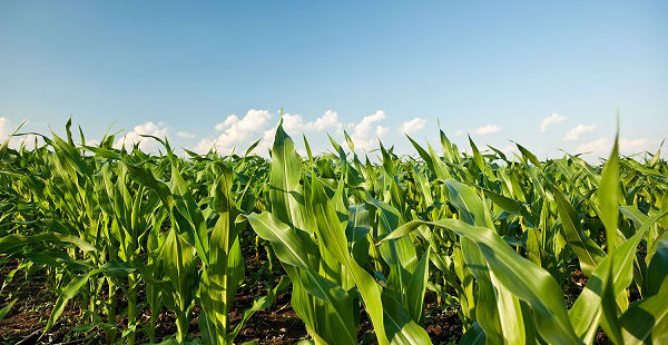 early season fungicide