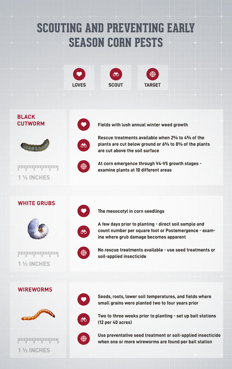 SCOUTING AND PREVENTING EARLY SEASON CORN PESTS LOVES SCOUT TARGET BLACK CUTWORM 1½ INCHES Fields with lush annual winter weed growth Rescue treatments available when 2% to 4% of the plants are cut below ground or 6% to 8% of the plants are cut above the soil surface At corn emergence through V4-V5 growth stages - examine plants at 10 different areas WHITE GRUBS The mesocotyl in corn seedlings A few days prior to planting - direct soil sample and count number per square foot or Postemergence - exam ine where grub damage becomes apparent 1½ INCHES No rescue treatments available - use seed treatments or soil-applied insecticide WIREWORMS Seeds, roots, lower soil temperatures, and fields where small grains were planted two to four years prior Two to three weeks prior to planting - set up bait stations (12 per 40 acres) 1½ INCHES Use preventative seed treatment or soil-applied insecticide when one or more wireworms are found per bait station