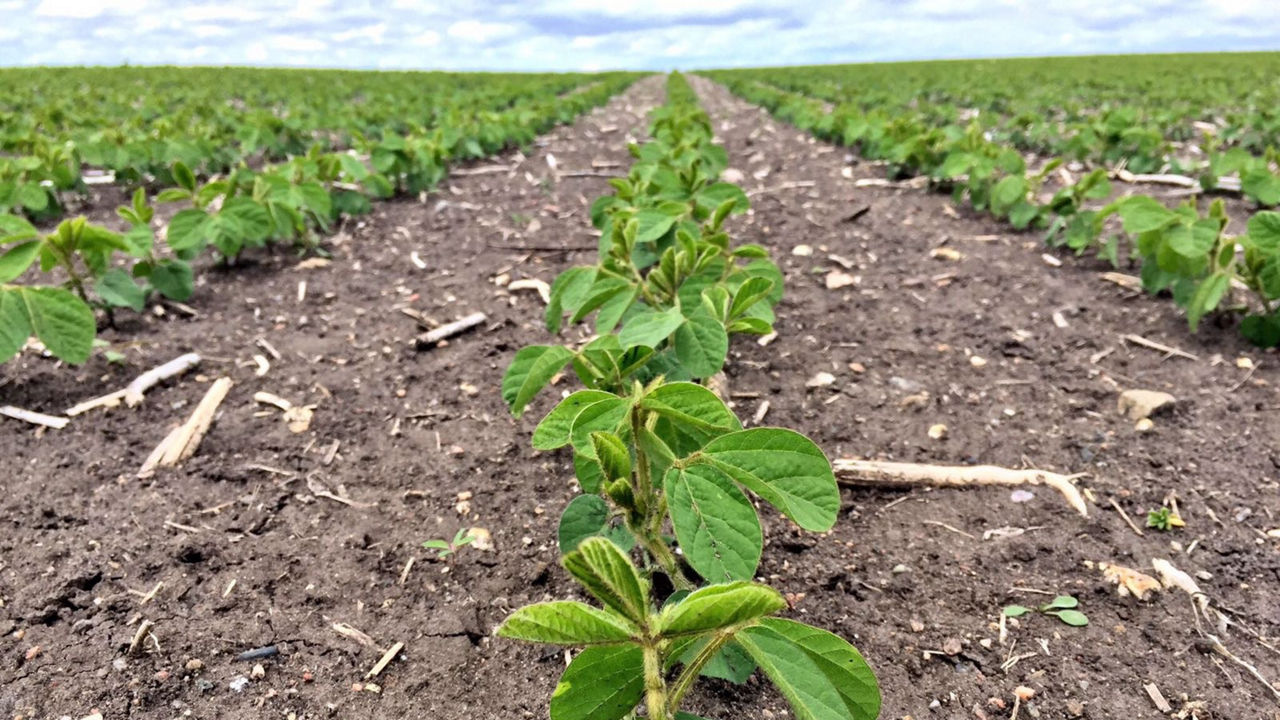 A low, ground-level shot of neatly aligned rows of young soybean plants emerging from the soil, showing early growth stages in a large agricultural field stretching into the horizon.