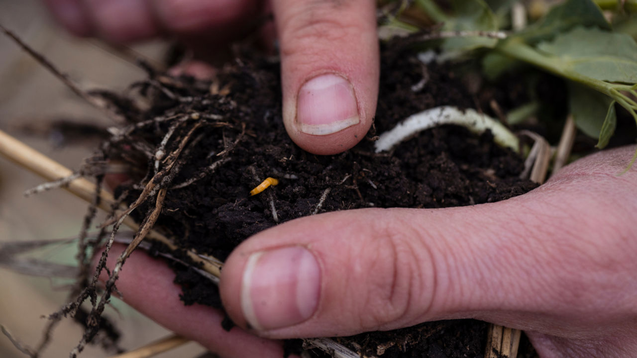 Fingers holding a clump of soil and plant roots, with a small orange wireworm clearly visible in the dirt.