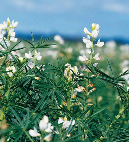The most common volunteer lupins are narrow leaf lupins (Lupinus angustifolius), (also know as blue lupins), which are found growing in winter crops (mostly cereals) areas of Australia where lupins are grown