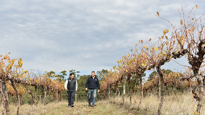 Walking the vineyard