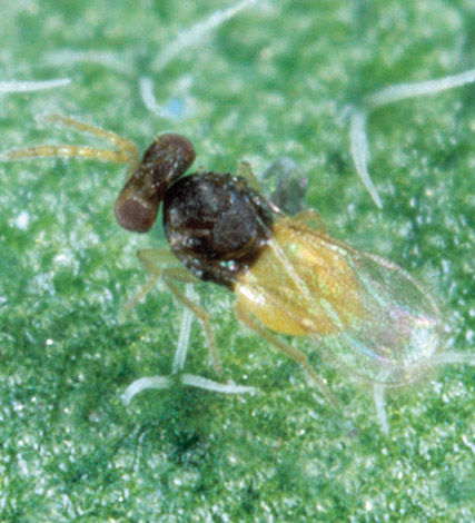 Silverleaf whitefly (SLW), also known as poinsettia or sweet potato whitefly, is widespread in Western Australia and Queensland.