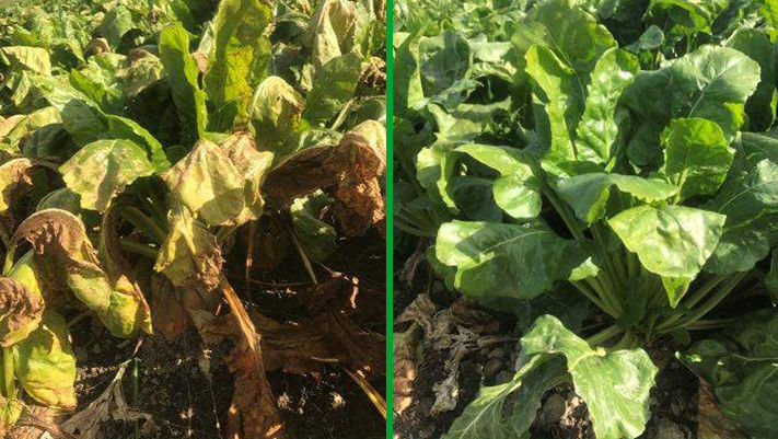 Escolta trial untreated vs treated