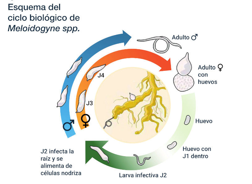 Imagen del Esquema del ciclo biológico de Meloidogyne sp.