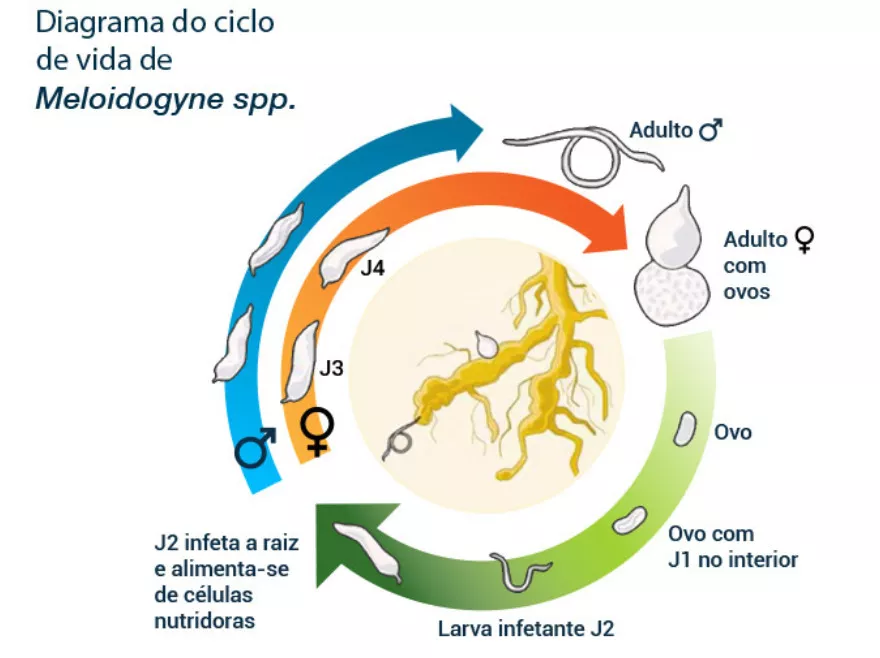 Imagen del Esquema del ciclo biológico de Meloidogyne sp.