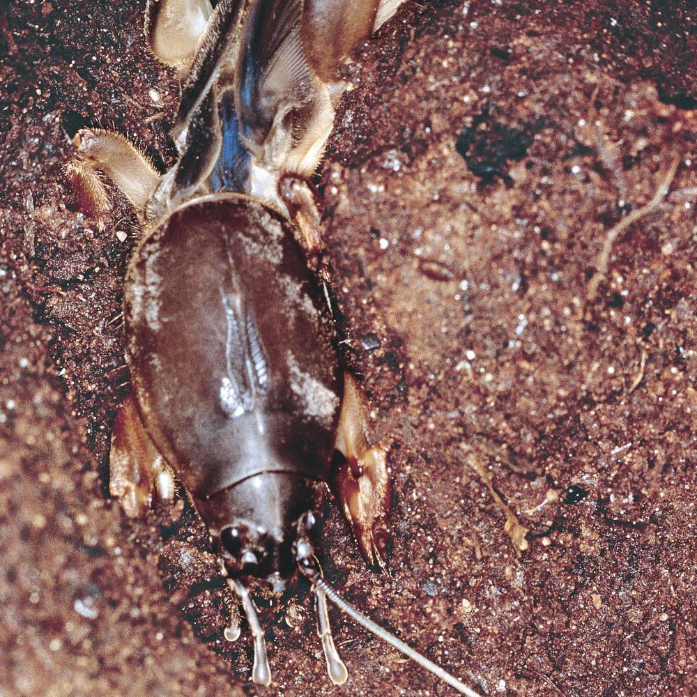 European Mole Cricket