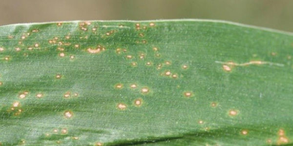 Early symptom of eyespot in corn