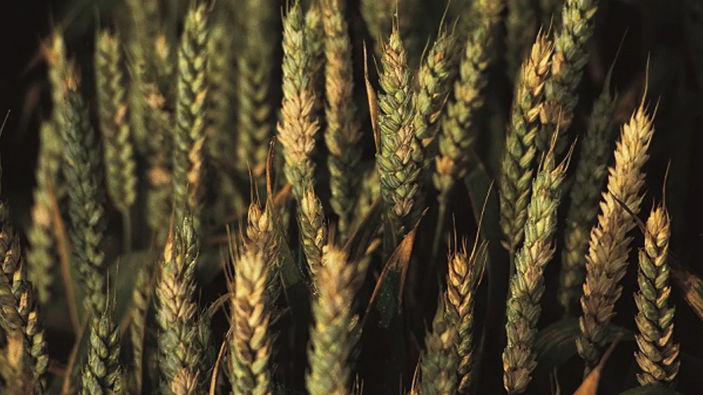 A fungicide application at the early flowering timing protects grain quality, yield and profitability