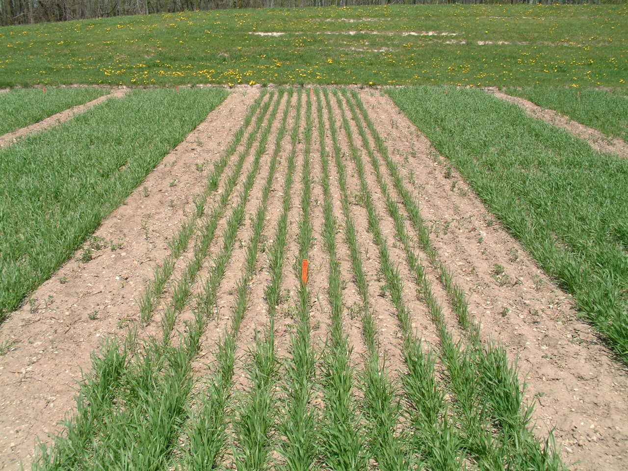 Winter wheat stunting following Group 2 pre-plant application.