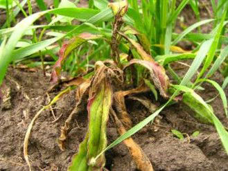 Group 2 herbicide activity causing chlorosis and reddening of leaves and necrosis of the growing point on white campion.