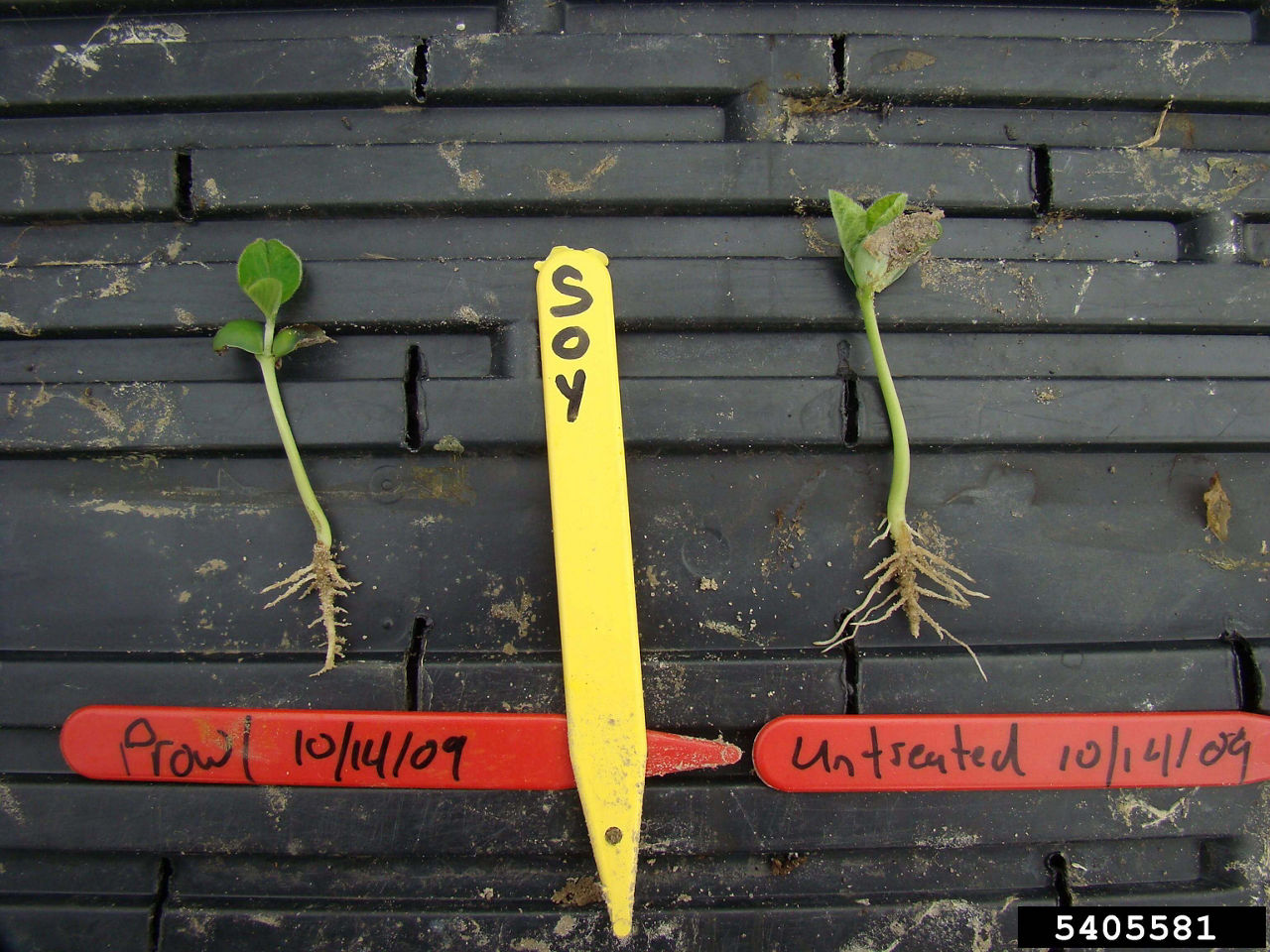 Short, stubby roots are a symptom of Group 3 herbicide activity.