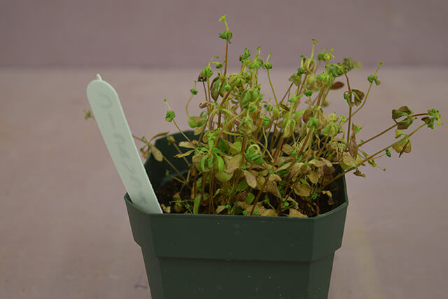 Cleavers showing leaf cupping and twisting stems following application of Group 4 herbicide.