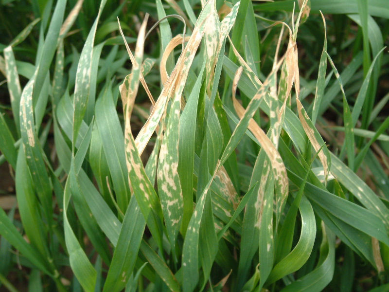 Group 6 herbicide applied with adverse weather conditions (same-day freezing)