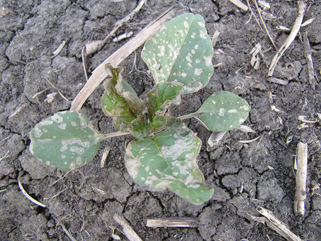 Watersoaked lesions on redroot pigweed are early symptoms of Group 14 herbicide activity