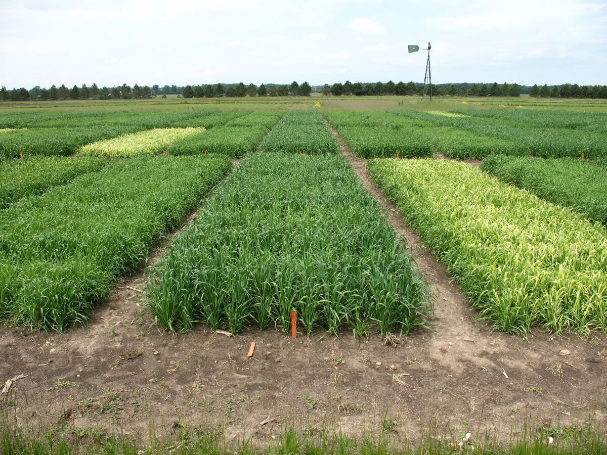 Typical bleaching of Group 27 herbicide is very visual in small plots.