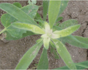 Bleaching of growing point of kochia caused by Group 27 herbicide.