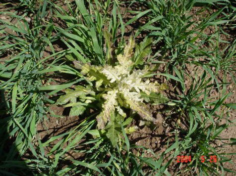 Bleaching of growing point of Canada thistle caused by Group 27 herbicide.