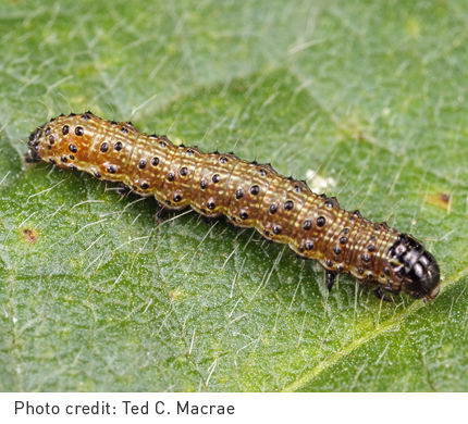 Fall armyworm is a pest moth species that originates from the tropical regions of the Americas, that has recently been identified in several areas of northern Australia and as far south as Central Queensland.