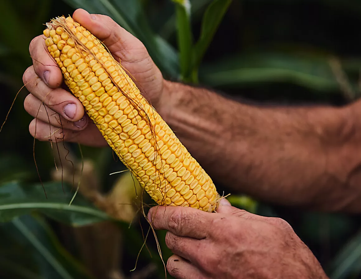  Farmer With Corn 