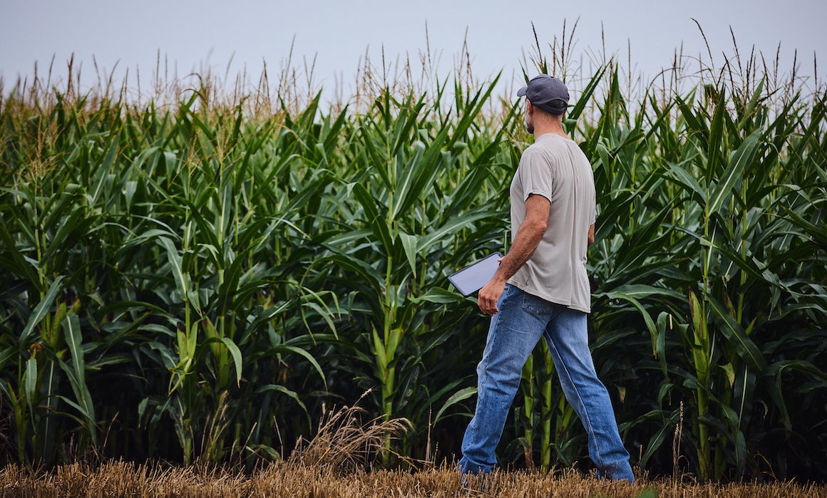 Farmer with tablet in a cornfield