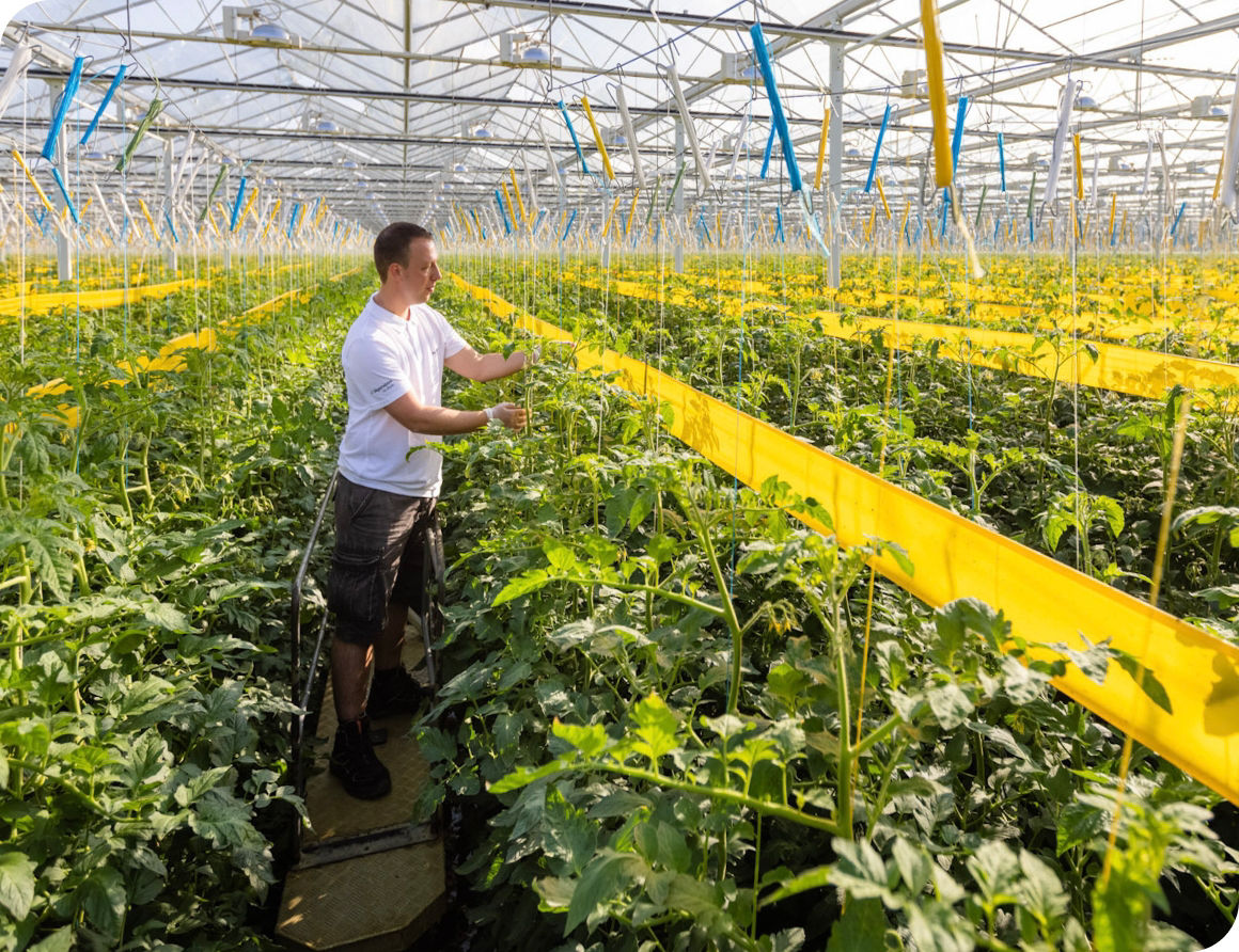 Farmer in greenhouse