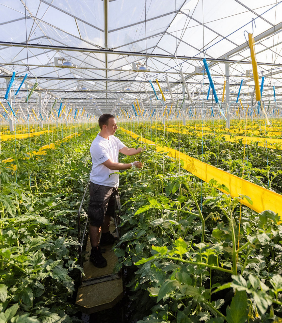 Farmer in greenhouse