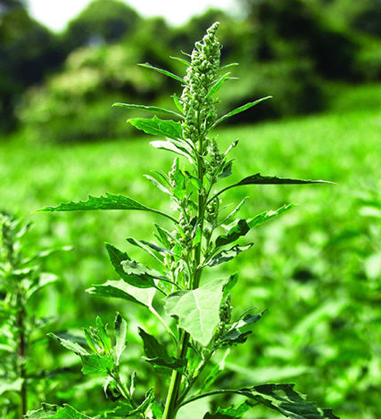 A member of the saltbush family, fat hen is also known as lamb’s quarters, melde or goosefoot and is considered one of the most important weeds of the Australian vegetable industry