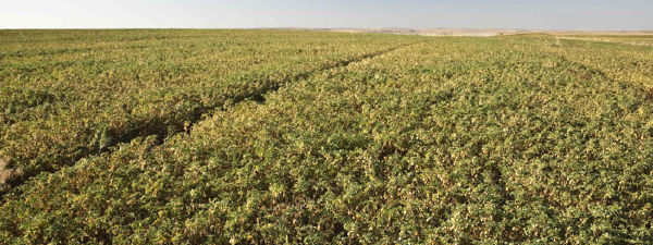 Field of mid-growth chickpeas