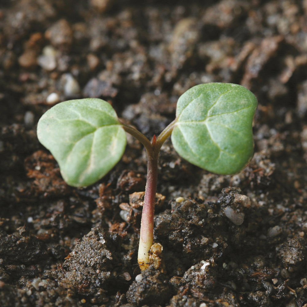 Field_Bindweed