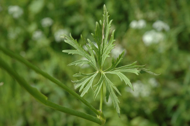 Field_Buttercup