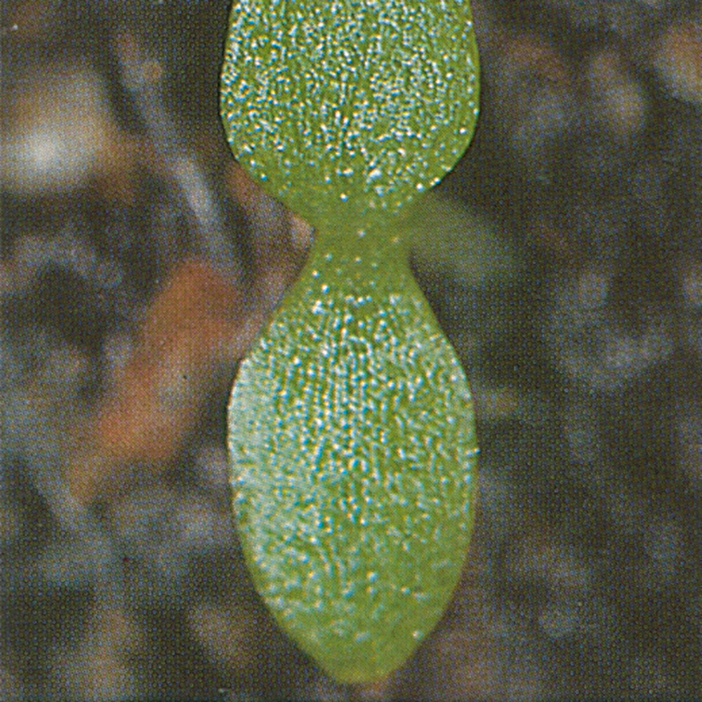 Field_Chickweed