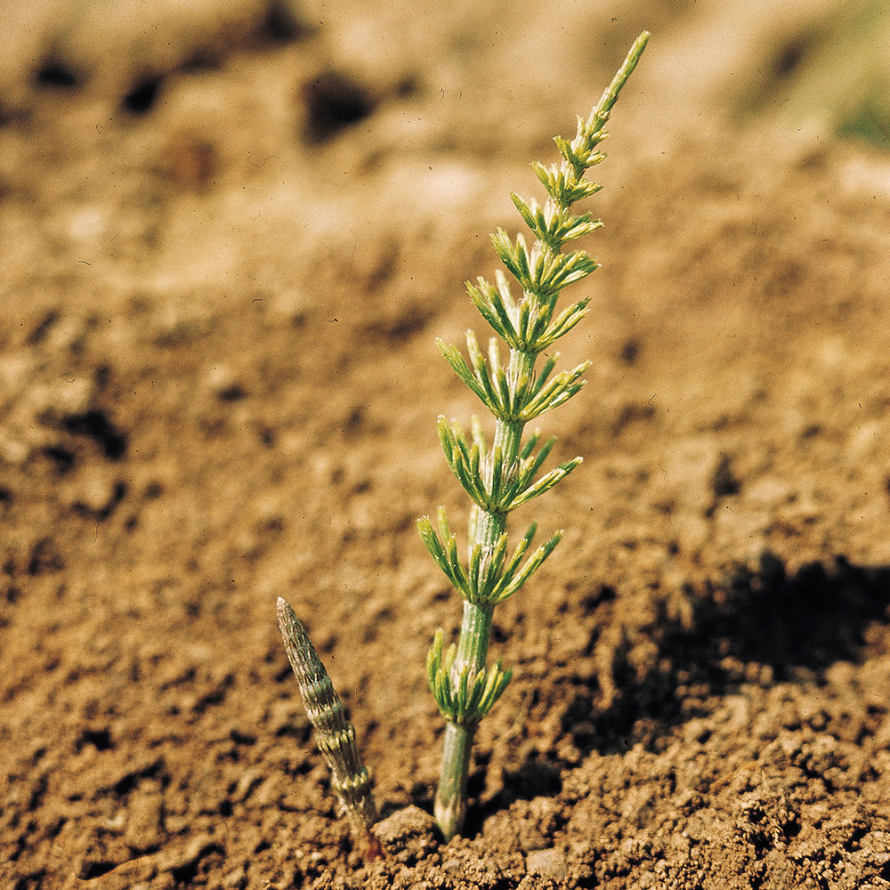 Field_Horsetail