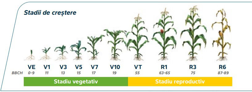 Stadii de creștere porumb