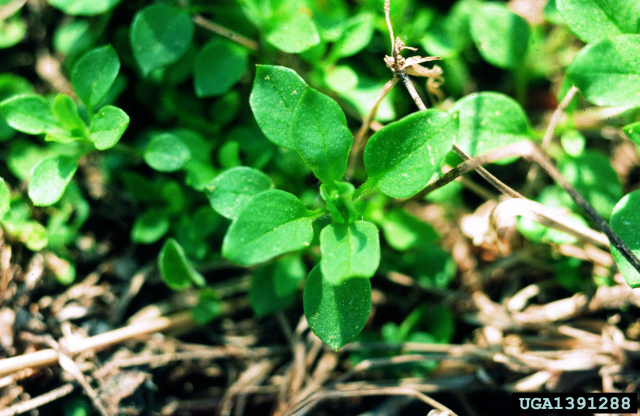 La stellaire moyenne, une mauvaise herbe annuelle d’hiver, peut germer n’importe quand dans l’année si les conditions sont favorables