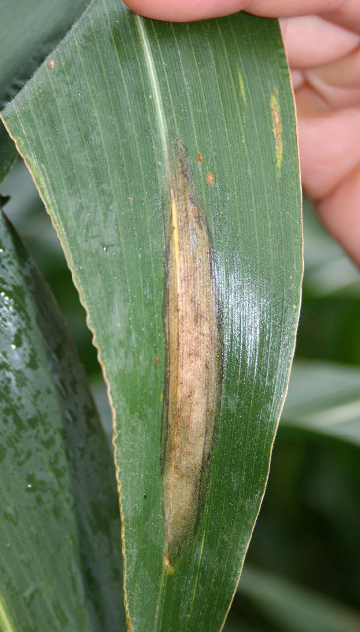 Elliptical or cigar-shaped lesions typical of northern corn leaf blight.