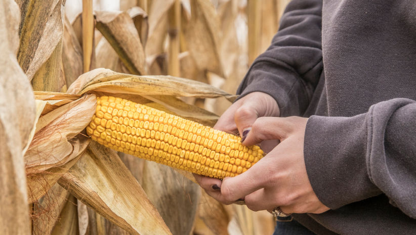 bayer-crop-science-products-crop-protection-agricultural-solutions