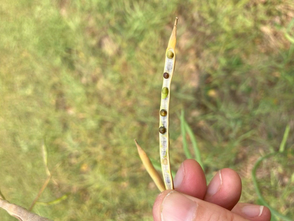 Sprouted seeds