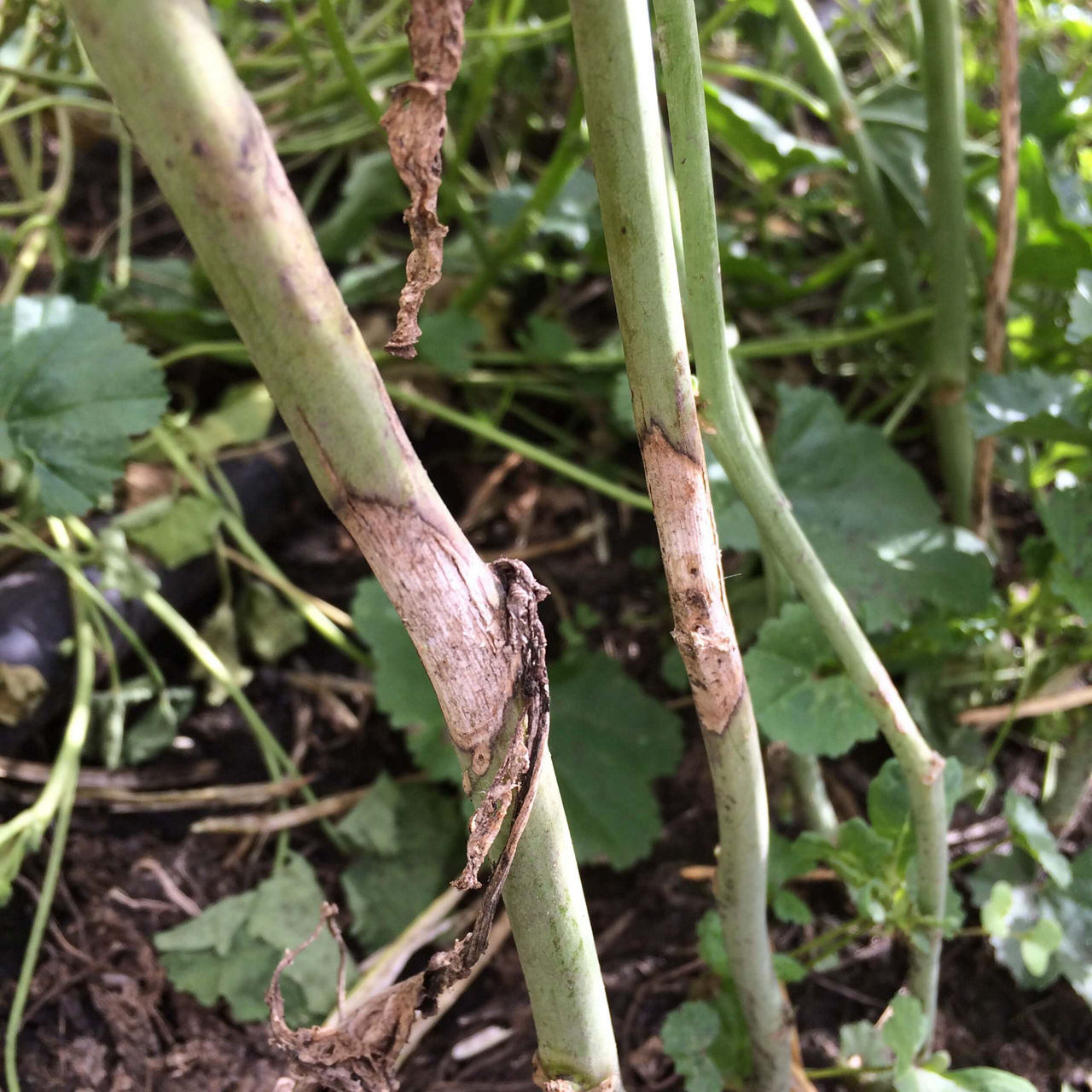 Girdling of canola stems