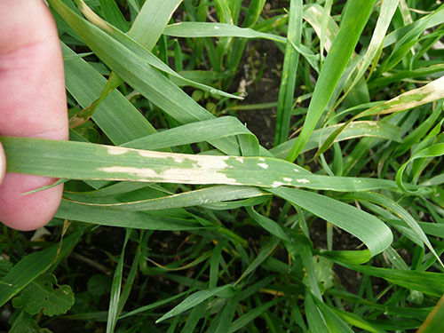 An example of a leaf burn as a result of incorrect tank mix practices